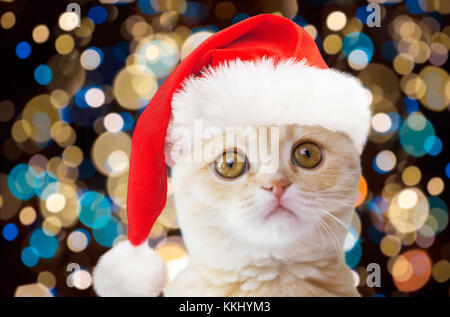 little cat in santa hat over christmas lights Stock Photo