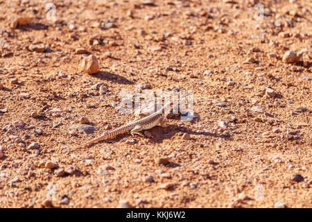 Closeup of desert iguana (Dipsosaurus dorsalis) in Valley of Fire National Park, Nevada, USA Stock Photo