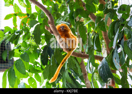 Golden lion tamarin monkey on a tree in Maryland National Aquarium, Baltimore, Maryland, USA Stock Photo