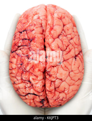 Human Brain Stock Photo