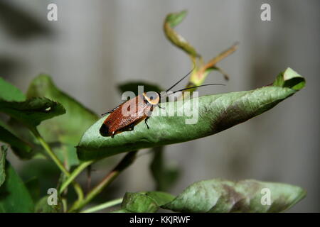 Australian Cockroach 'Periplaneta australasiae' Stock Photo