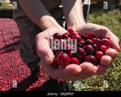 A farmer demonstrates how to harvest cranberries at the USDA Farmers Market Cranberry Bog September 29, 2017 in Washington, DC.  (photo by Lance Cheung via Planetpix) Stock Photo