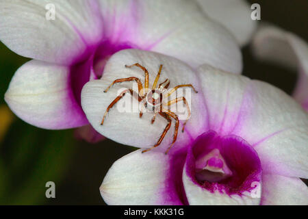 Male jumping spider, Telamonia dimidiata photographed on an orchid flower Stock Photo