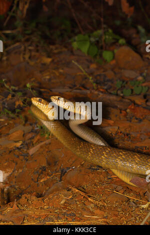 Two male rat snakes, Ptyas mucosa in a combat. Aarey Milk Colony, Mumbai, Maharashtra, India Stock Photo