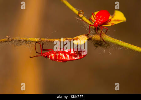 Two juvenile red silk cotton bugs, Dysdercus koenigii foraging, Aarey Milk Colony, Mumbai, Maharashtra, India Stock Photo