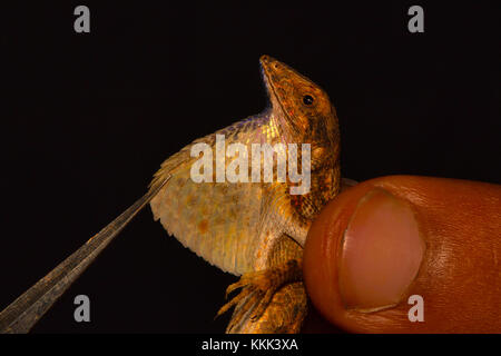The dewlap or the fan of the fan throated lizard, genus Sitana. Pondicherry, Tamilnadu, India Stock Photo