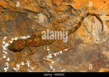 Female golden gecko, Calodactylodes aureus. Visakhapatnam, Andhra Pradesh, India Stock Photo