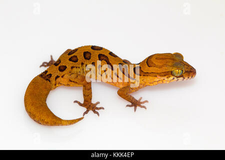 Clouded ground gecko, Cyrtodactylus nebulosus. Chhattisgarh, India Stock Photo