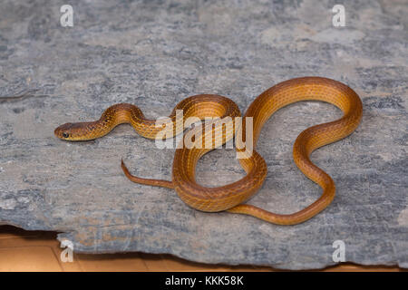Lesser striped necked snake, Liopeltis calamaria, Rare. Kaas plateau, Satara district, Maharashtra. Stock Photo