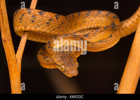 Beddome's cat snake, Boiga beddomei. Pune district, Maharashtra, India Stock Photo