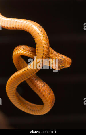 Beddome's cat snake, Boiga beddomei. Pune district, Maharashtra, India Stock Photo