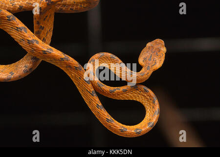 Beddome's cat snake, Boiga beddomei. Pune district, Maharashtra, India Stock Photo