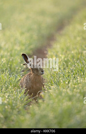 Brown Hare / European Hare / Feldhase ( Lepus europaeus ) sitting in a field of winter wheat, thousands of dewdrops sparkling in first morning light. Stock Photo