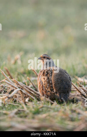 Grey Partridge / Rebhuhn ( Perdix perdix ), adult in early morning light, sitting on farmland, typical secretive behaviour, backside view, wildlife. Stock Photo