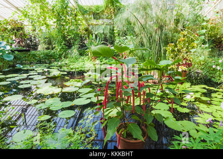 England, London, Richmond, Kew Gardens, The Waterlily House Stock Photo