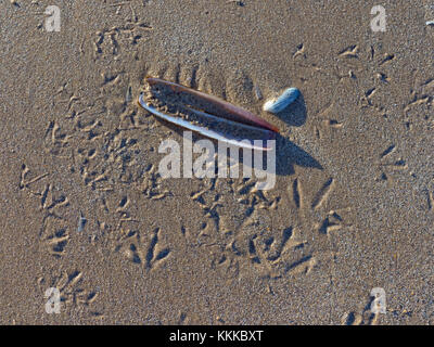 Sanderlings Calidris alba tracks on sand showing where it has been feeding along the tideline Stock Photo