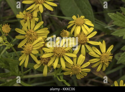 Marsh ragwort, Senecio aquaticus, in flower in late summer. Stock Photo