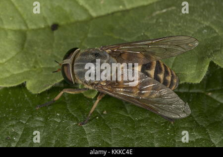 Dark Giant Horsefly, Tabanus sudeticus, settled on leaf. Stock Photo