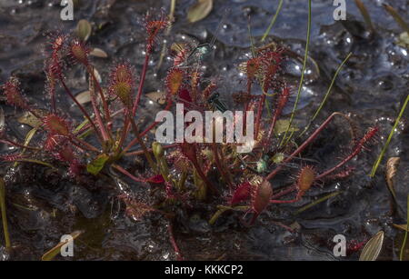 Oblong-leaved sundew, Drosera intermedia with several trapped damselflies in peat bog, Dorset