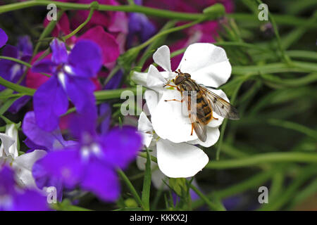 stable fly or house fly close up Latin name stomoxys calcitrans muscidae or musca domestica on a white lobelia flower Latin campanulaceae in Italy Stock Photo
