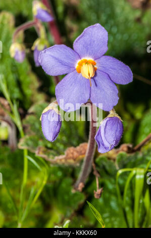 wild Pyrenean-violet, Ramonda myconi, Gombren, Ripolles, Catalonia Stock Photo