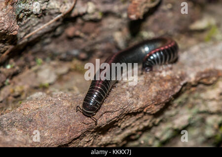 millipede, Julus terrestris on a tree Stock Photo - Alamy