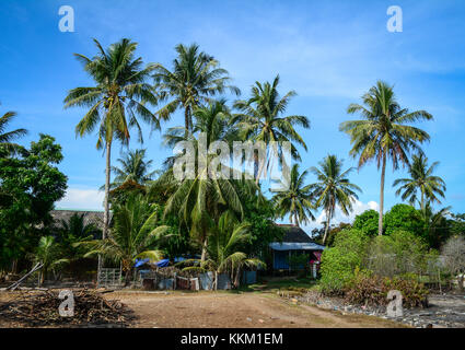 Coconut plantation in Mekong Delta, southern Vietnam. Stock Photo