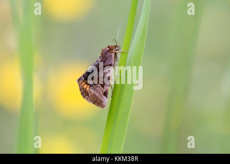 Panemeria tenebrata, the small yellow underwing Stock Photo