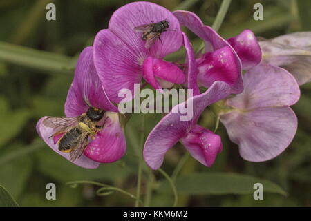 The Leaf-cutter Bee, Megachile centuncularis,  visiting Broad-leaved Everlasting Pea. Norfolk. Stock Photo