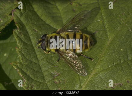 A large hoverfly, Megasyrphus annulipes, settled on leaf, basking. Stock Photo