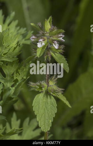 Field woundwort, Stachys arvensis; arable weed in cornfield, Dorset. Stock Photo