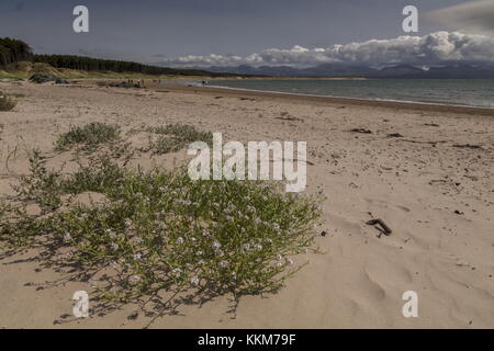 The sand dunes at Newborough Warren, with Sea Rocket, Newborough Warren and Ynys Llanddwyn NNR, Anglesey, Stock Photo