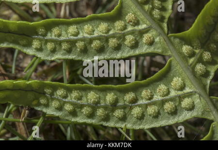 Sori of Intermediate Polypody, Polypodium interjectum, late summer. Wales. Stock Photo