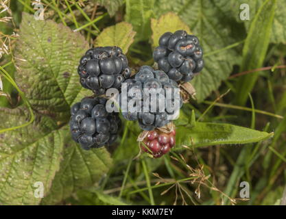 Dewberry, Rubus caesius with ripe fruit, late summer. Stock Photo
