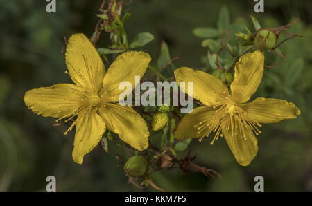 Perforate St John's-wort, Hypericum perforatum, in flower, late summer. Stock Photo