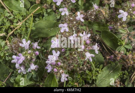 Wild Thyme, Thymus polytrichus, in flower on dunes, Anglesey. Stock Photo