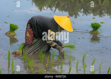 Indonesian woman with traditional conical hat / caping planting rice in paddy field on the island Lombok, Indonesia