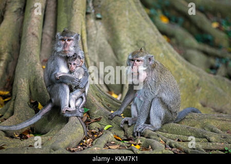 Family of crab-eating macaques / Balinese long-tailed macaque (Macaca fascicularis) with juvenile on the island Lombok, Indonesia Stock Photo