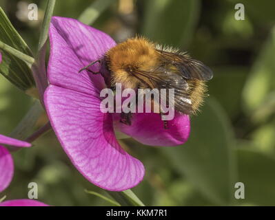 Worker Common Carder Bumblebee, Bombus pascuorum on Broad-leaved Everlasting Pea, garden. Stock Photo