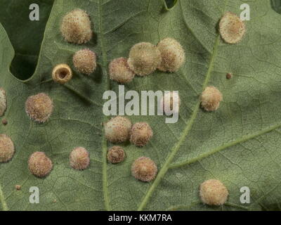 Spangle Gall, Neuroterus quercusbaccarum, caused by a Cynipid wasp, on oak leaf, with one Silk button gall. Stock Photo