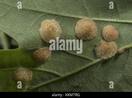 Spangle Gall, Neuroterus quercusbaccarum, caused by a Cynipid wasp, on oak leaf. Stock Photo
