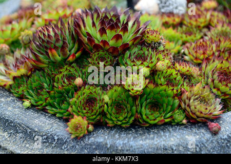 Alpine Container Display alpine,alpines,trough,troughs,display,container,gardening,garden ...