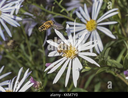 Common Drone Fly, Eristalis tenax - courtship display, with male hovering over female on Aster. Stock Photo