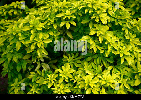 choisya ternata sundance, mexican orange blossom,yellow,gold,golden,foliage,leaves,shrubs,evergreen,bush,bushes,RM Floral Stock Photo