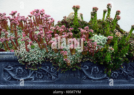 Alpine Container Display alpine,alpines,trough,troughs,display,container,gardening,garden ...