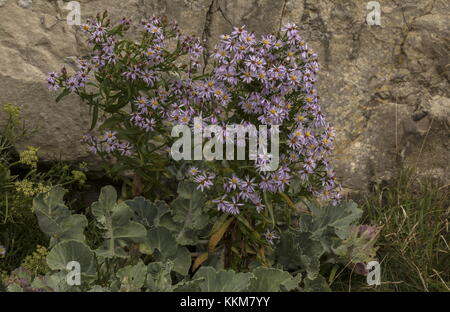 Sea Aster, Aster tripolium, in flower on limestone cliffs, Dorset. Stock Photo