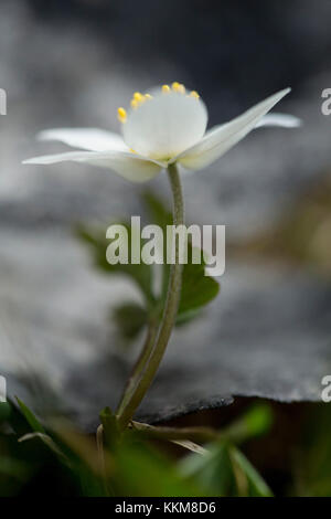 Wood anemones, close-up, anemone nemorosa Stock Photo