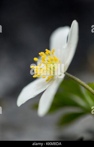 Wood anemones, close-up, anemone nemorosa Stock Photo