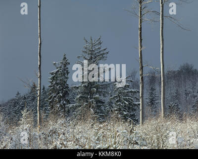 Winter forest, at the Harlachberg, Bodenmais, Lower Bavaria, Bavarian Forest, Bavaria, Germany, Stock Photo