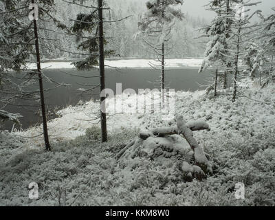 Winter forest, Kleiner Arbersee, Upper Palatinate, Bavarian Forest, Bavaria, Germany, Stock Photo